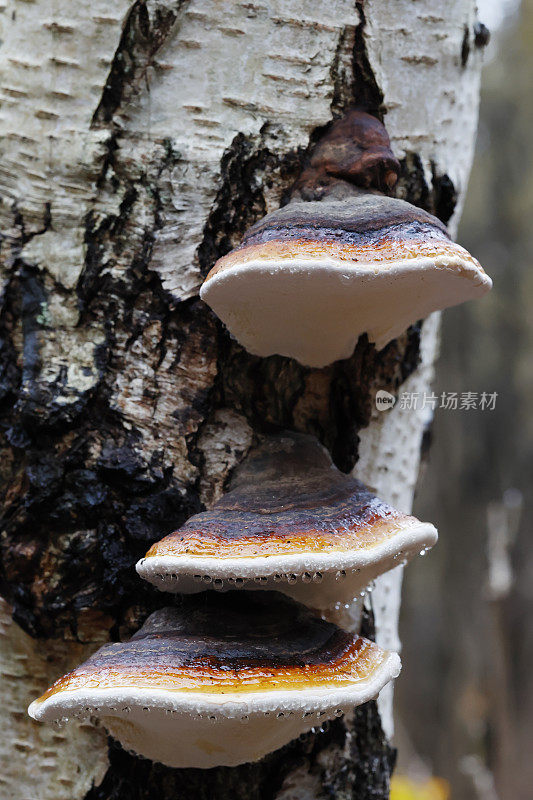 木真菌(Fomitopsis pinicola)